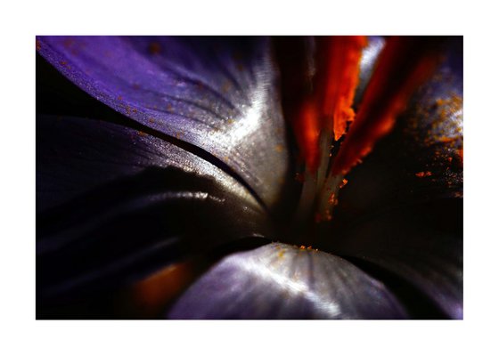 Macro Nature Photography Purple Pop-color Flower