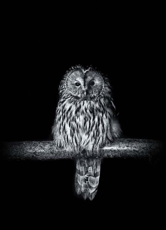 Ural Owl