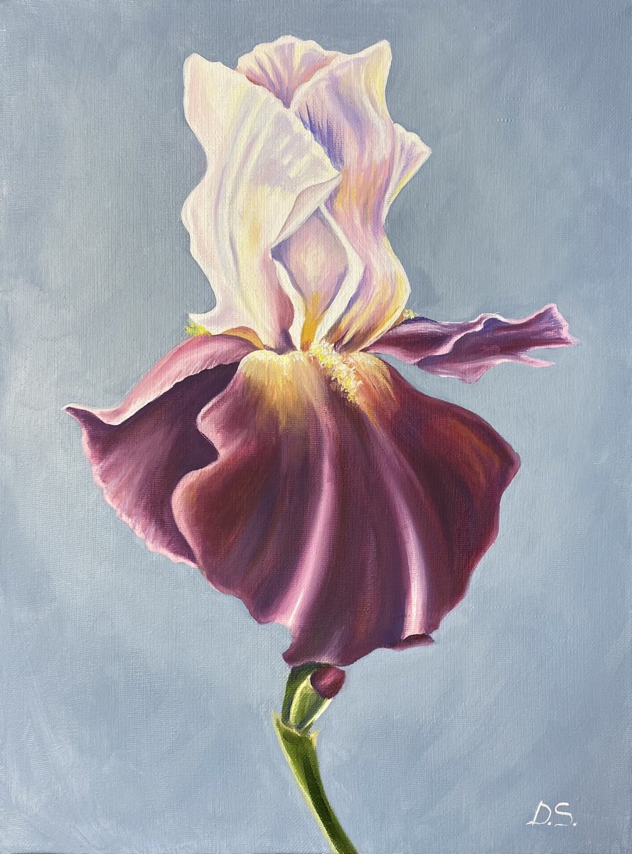 Mrs. Iris / Original oil botanical painting by Daria Shalik