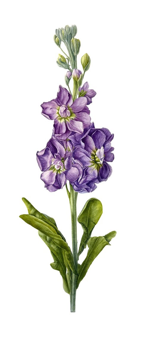 Matthiola Katz by Yuliia Prokopchuk