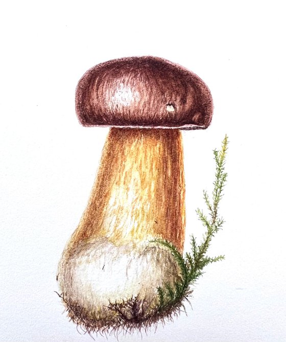 Pretty Little Mushroom