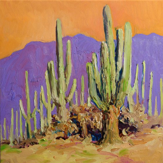 Saguaro. Desert Evening
