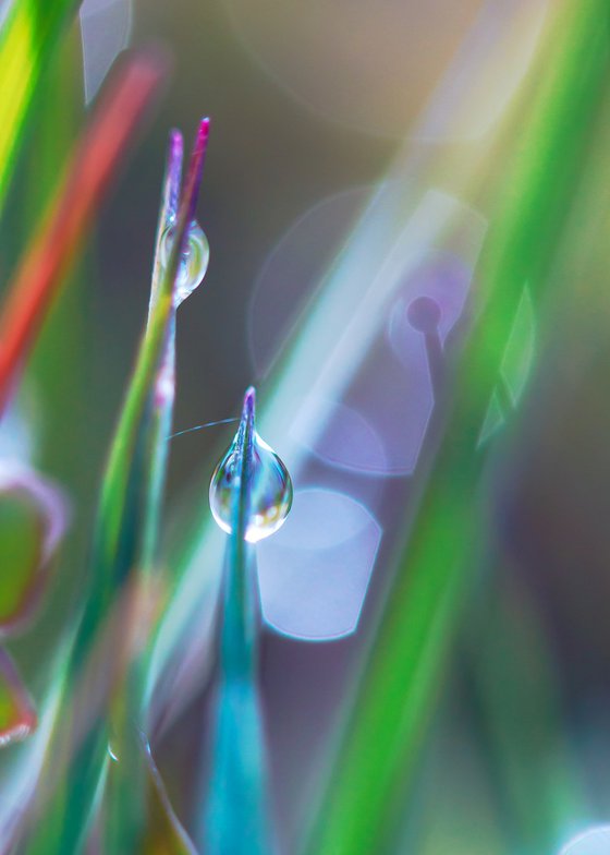 Rainbow walkers - studio edition