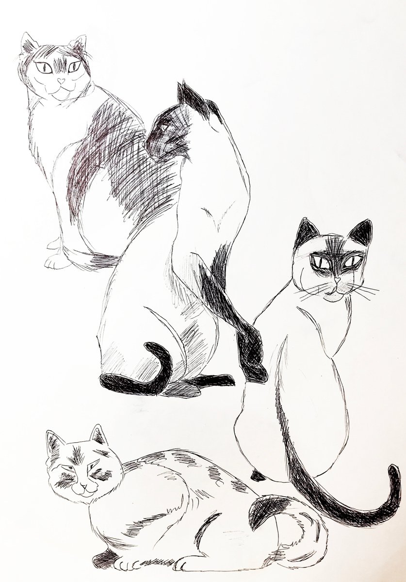 Expressive Animal Drawing By Anastasia Terskih, 12 X 17, Siamese Cats, Original Artwork