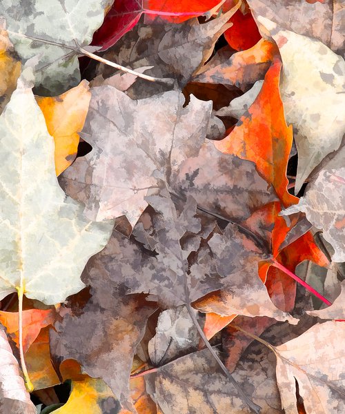 Autumn's Carpet by Barbara Storey