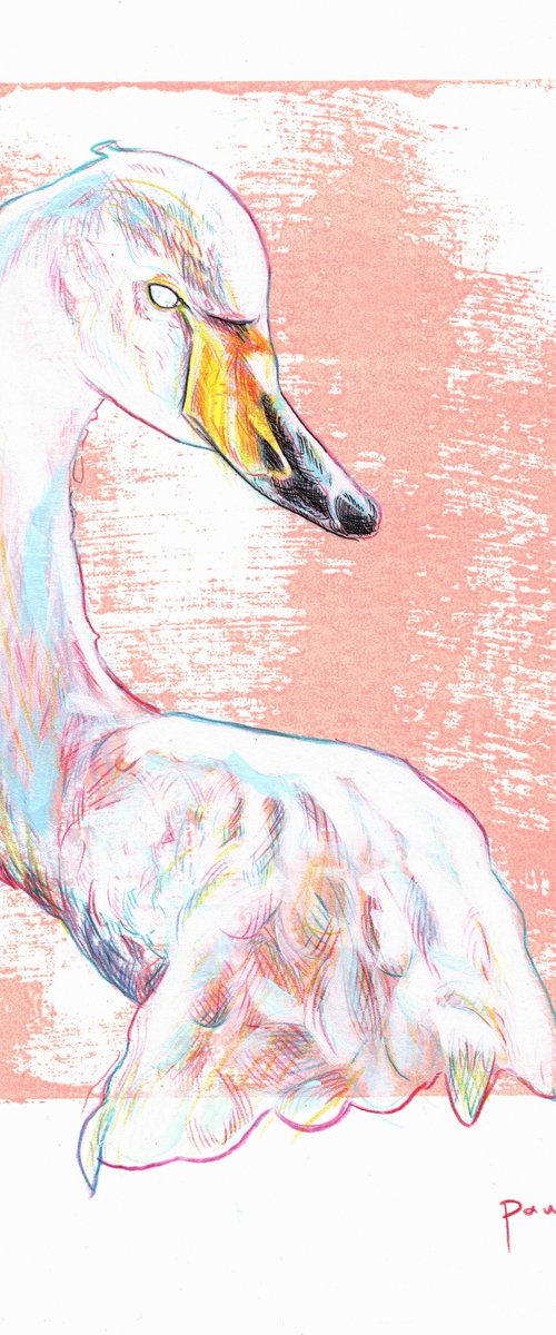 Whooper swan by Paul Ward