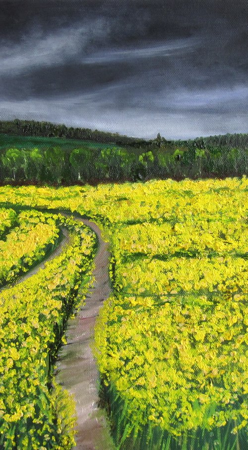 Rapeseed fields by Ira Whittaker