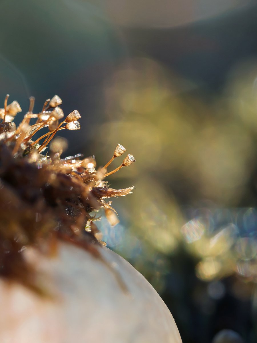 The Last lesson - art photo of hair-cap moss sporangium, Sweden, 2022 by Inna Etuvgi