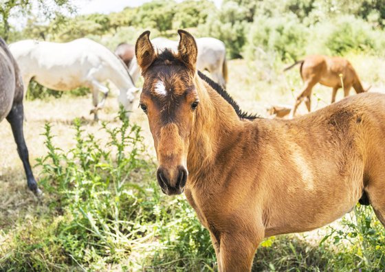 ANDALUCIAN FOAL