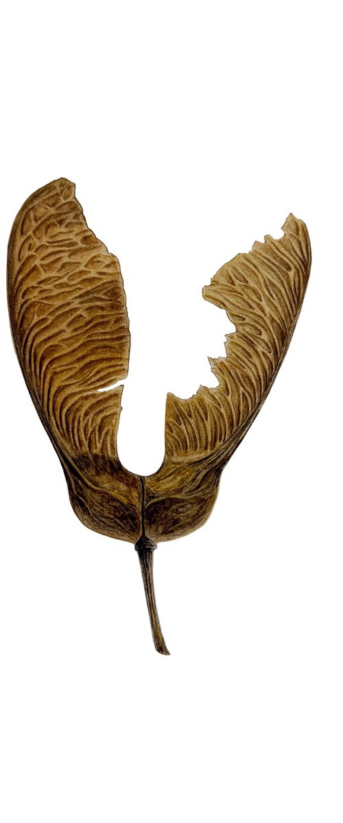 Maple key 2 by Tina Shyfruk