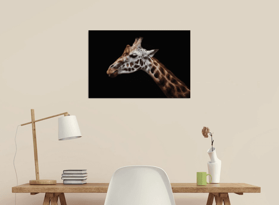 Giraffe head and neck