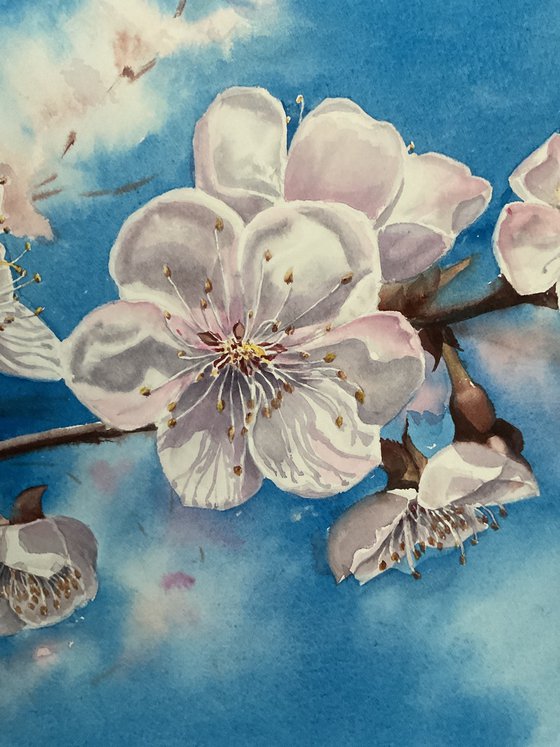 Blooming apricot