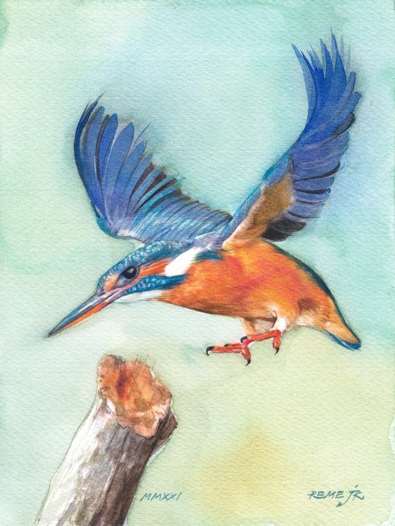 BIRD CC - Kingfisher