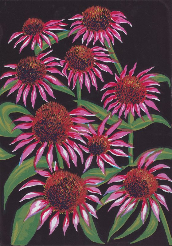 Echinacea