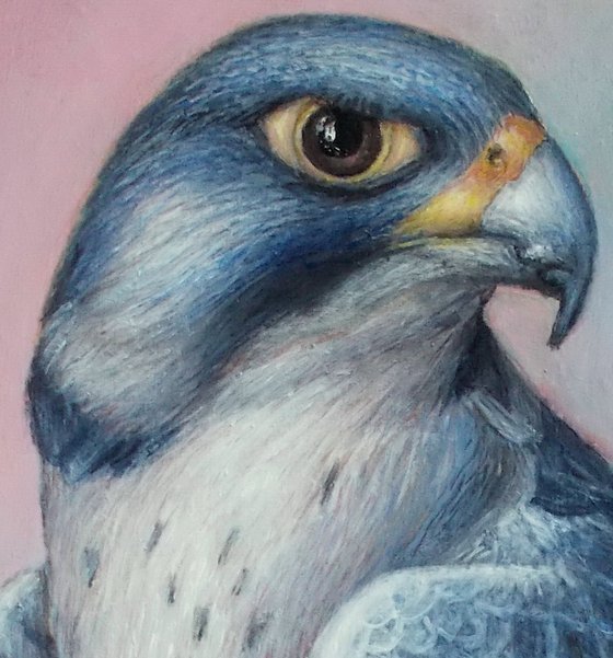 "Falcon"
