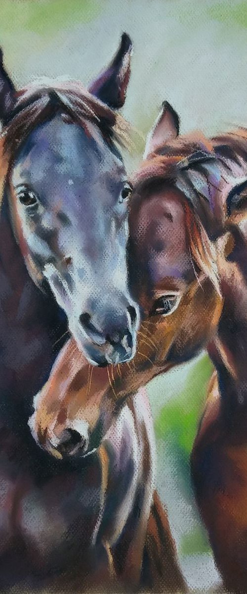 Horses by Magdalena Palega