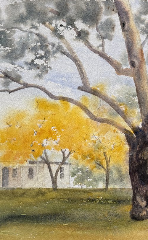 Gum tree in government house by Shelly Du