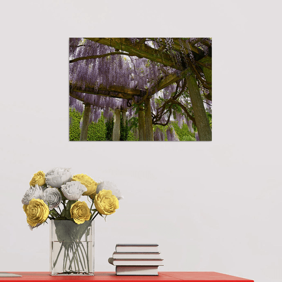 Wisteria Pergola