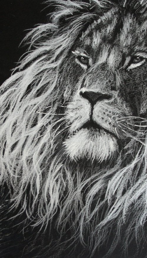 Lion III by Salana Art