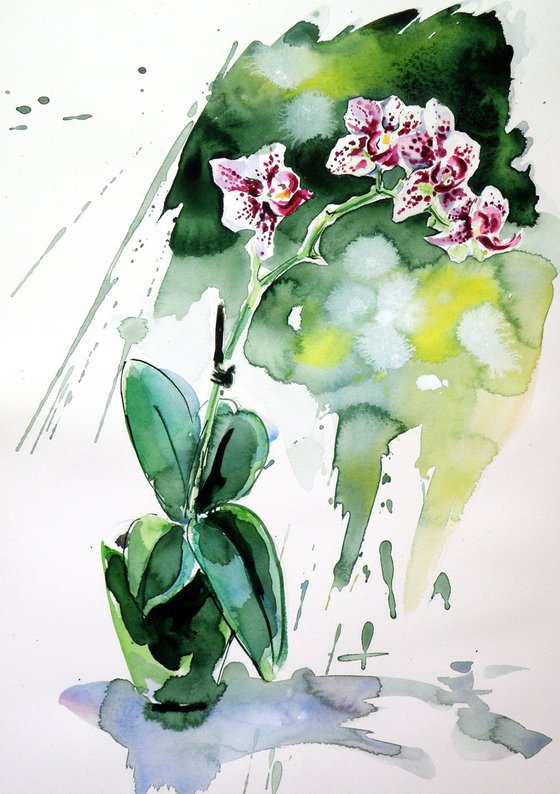 Little orchid