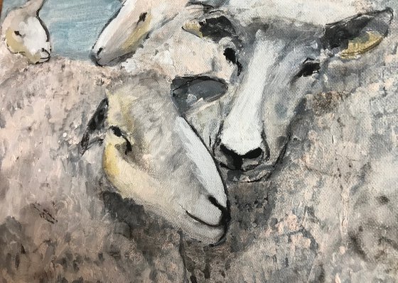 Dreaming sheep