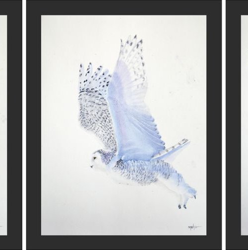 Snowy owl (set of three) by Neha Soni