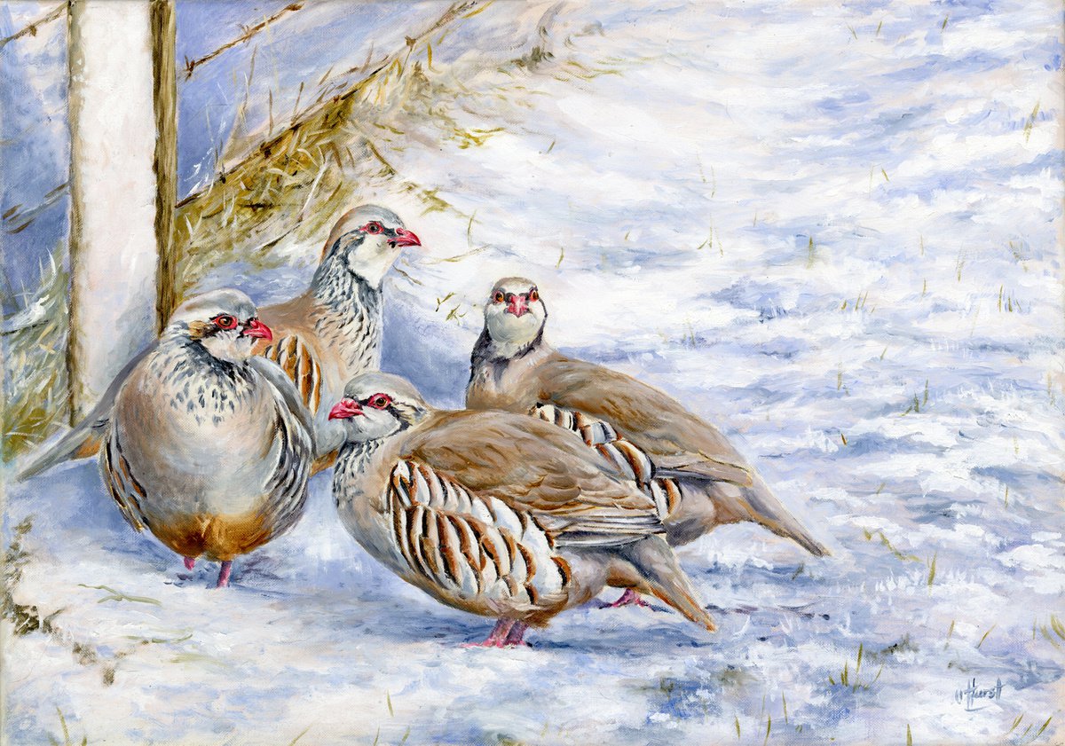 Red-legged partridge in snow by Una Hurst