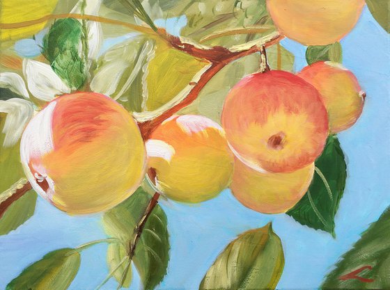 Apples