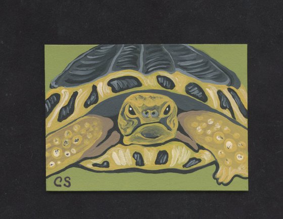 ACEO ATC Original Miniature Painting Tortoise Wildlife Art-Carla Smale