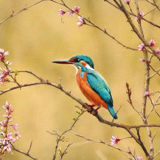 Kingfisher II