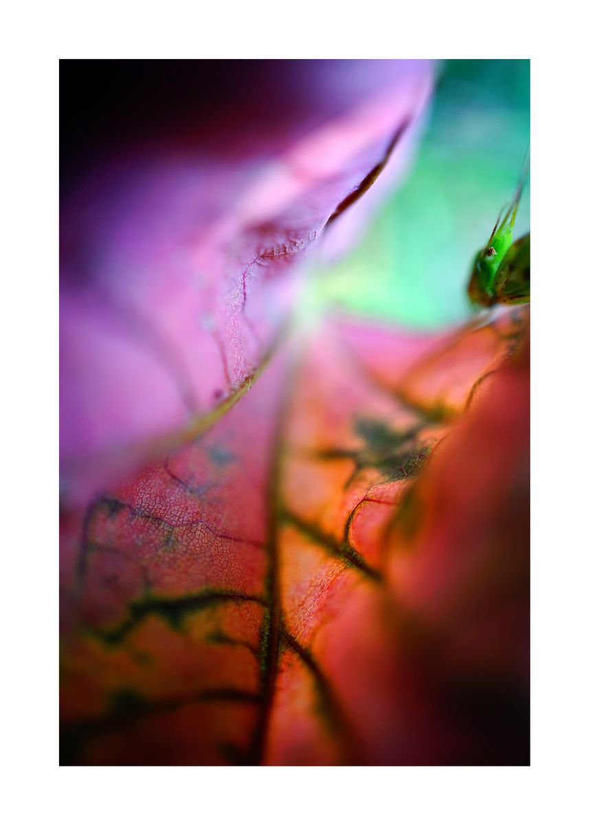 Abstract Nature Photography 73 (LIMITED EDITION OF 15) by Richard Vloemans