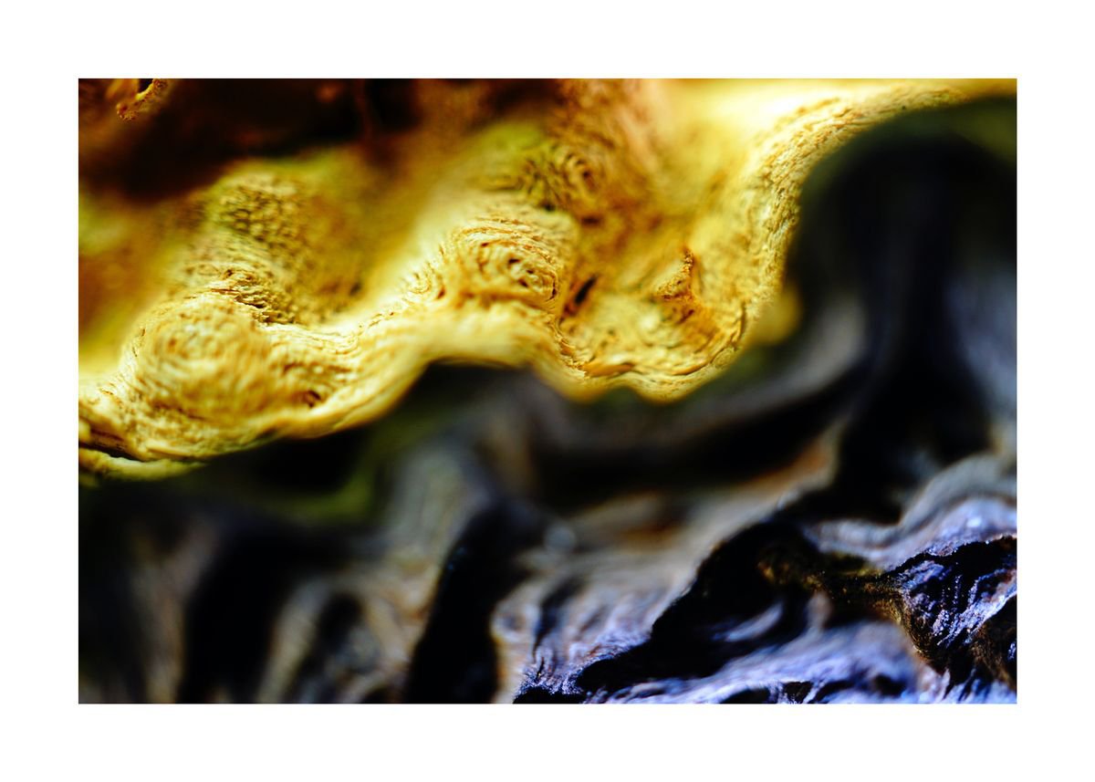 Abstract Nature Photography 101 (LIMITED EDITION OF 15) by Richard Vloemans