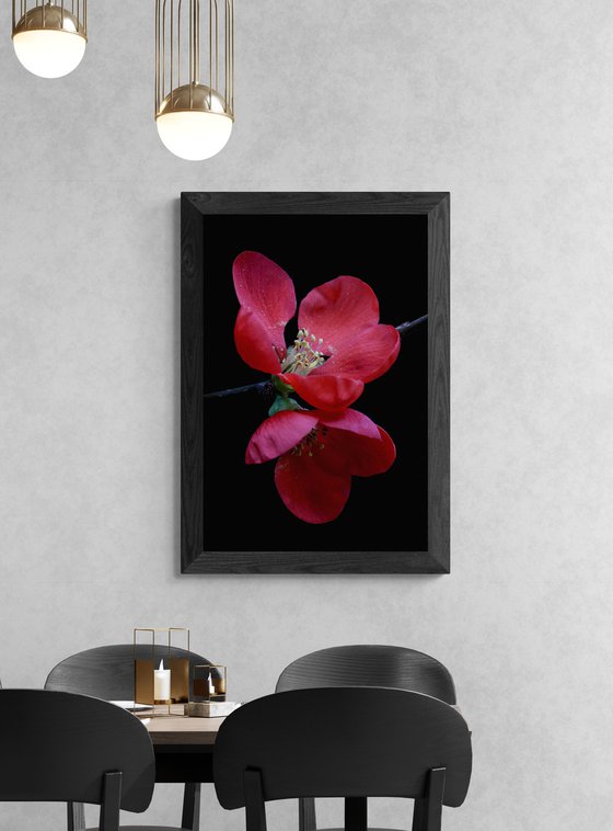Red Quince Blossoms