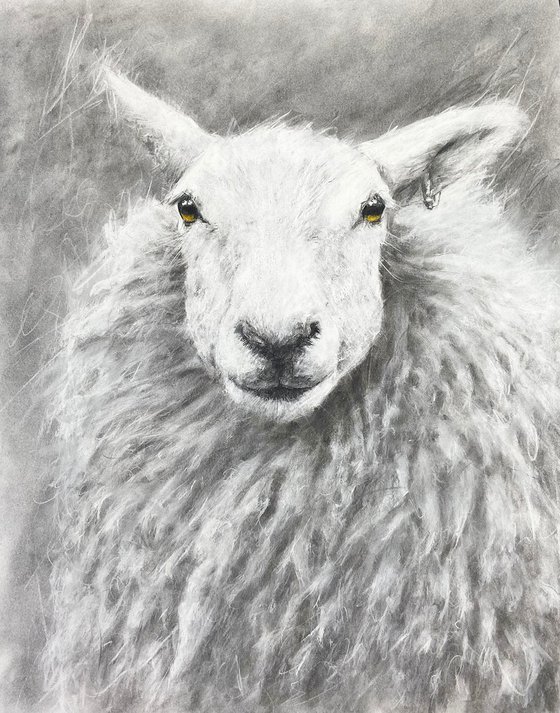 Sheep Study2