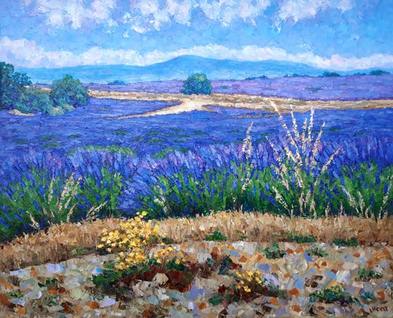 Lavender fields