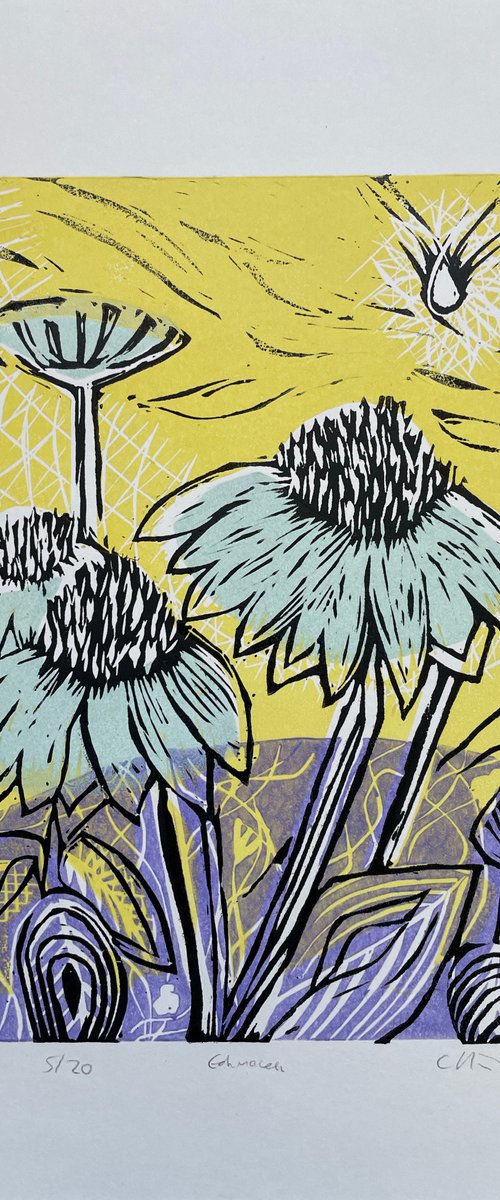Echinacea by C Staunton