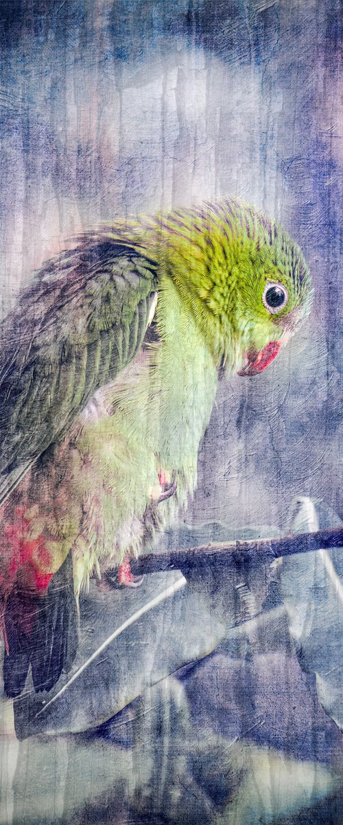 Textured parrot by Paul Nash