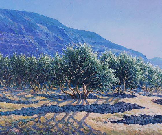 Olive grove