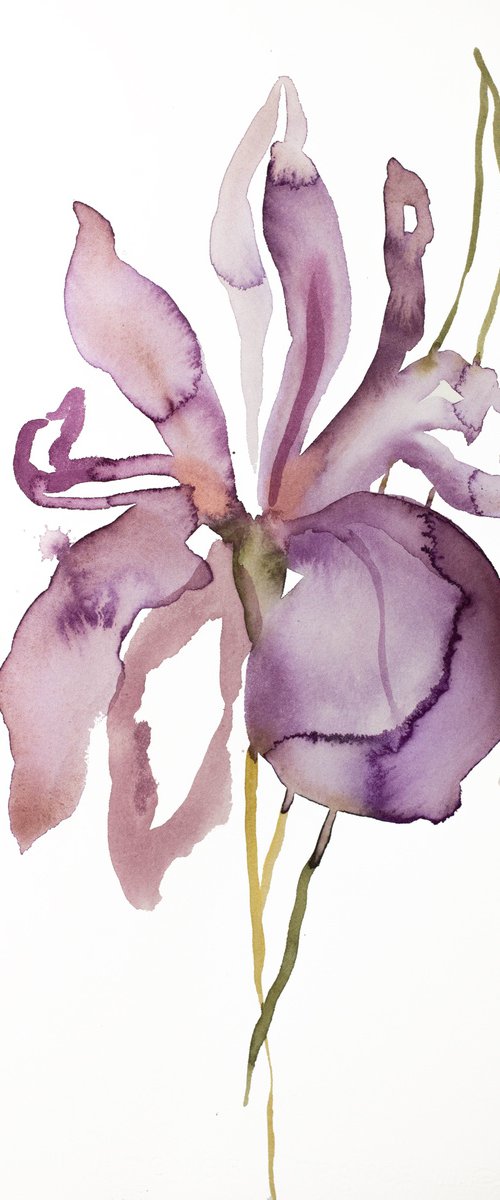 Iris No. 148 by Elizabeth Becker