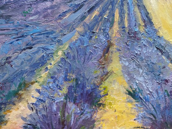 French Lavender Fields