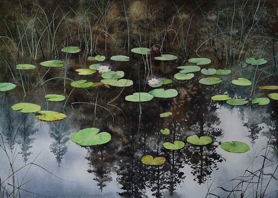 The Enchanted Forest Lake  - Water Lily Pond -  waterlily lake