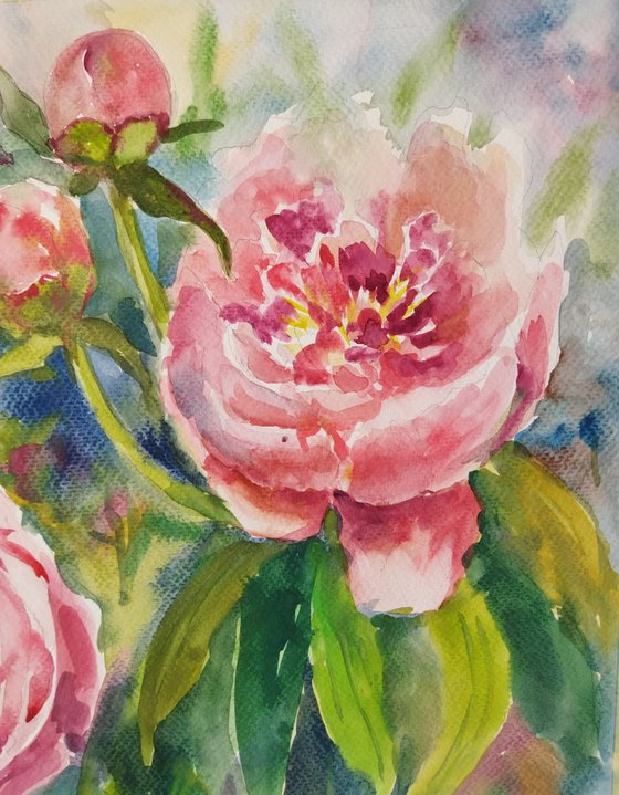 Peony flowers