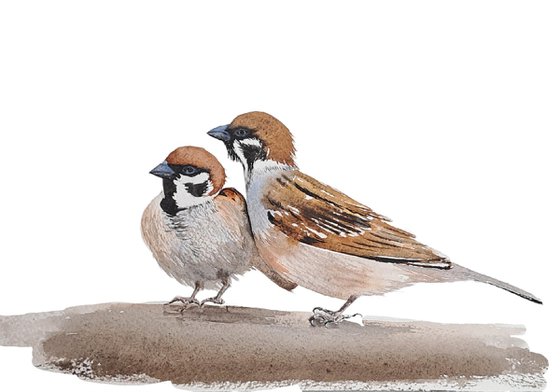 Two pairs of sparrows. Diptych