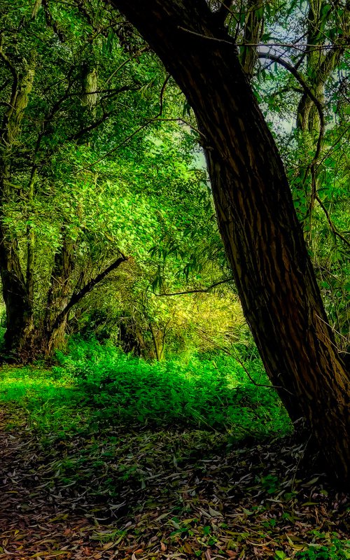 Autumn Path by Martin  Fry