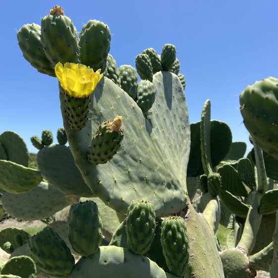 Prickly Pear 2