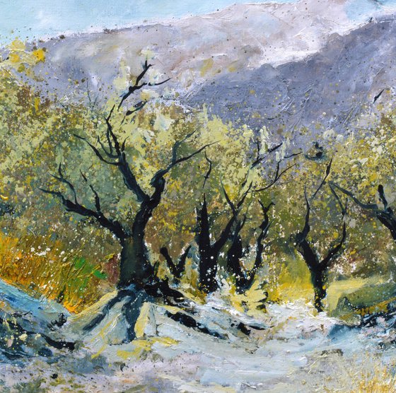 Olive trees in Provence   76