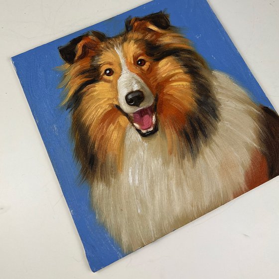 Rough Collie