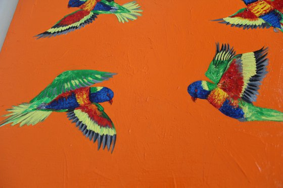 Rainbow Lorikeets in Flight