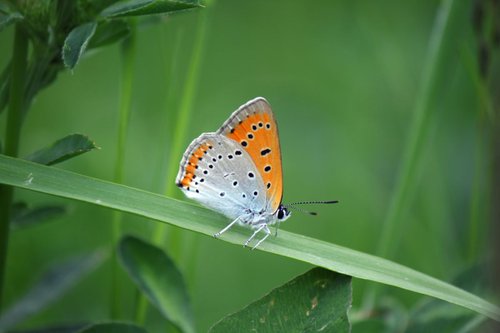 Butterfly on grass by Sonja  Čvorović