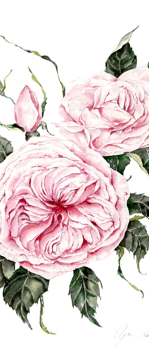 English roses by Olga Koelsch